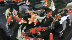 Een groep kleurrijke Japanse Koi die dicht bij het wateroppervlak zwemmen