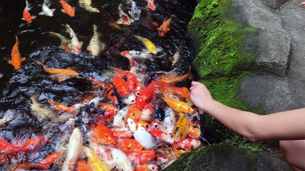 Japanse Koi komen massaal naar de oppervlakte om gevoerd te worden met voorjaarsvoer