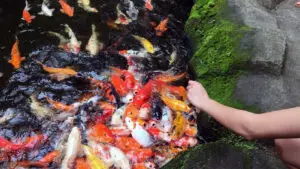 Japanse Koi komen massaal naar de oppervlakte om gevoerd te worden met voorjaarsvoer