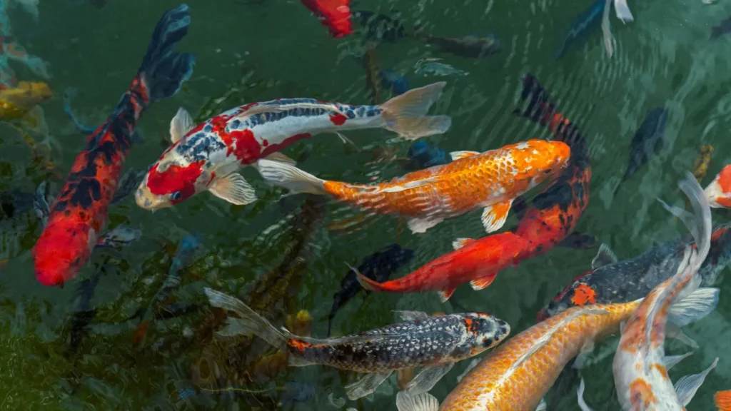 Diverse kleurrijke koi in helder vijverwater tijdens gratis cursus koi verzorging bij A2KOI