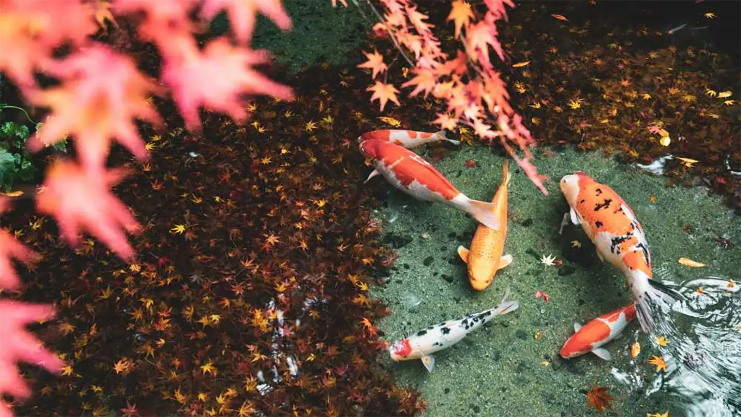 Koi zwemmen in een vijver vol herfstbladeren – koi verzorging in september en vijvervoorbereiding op de herfst