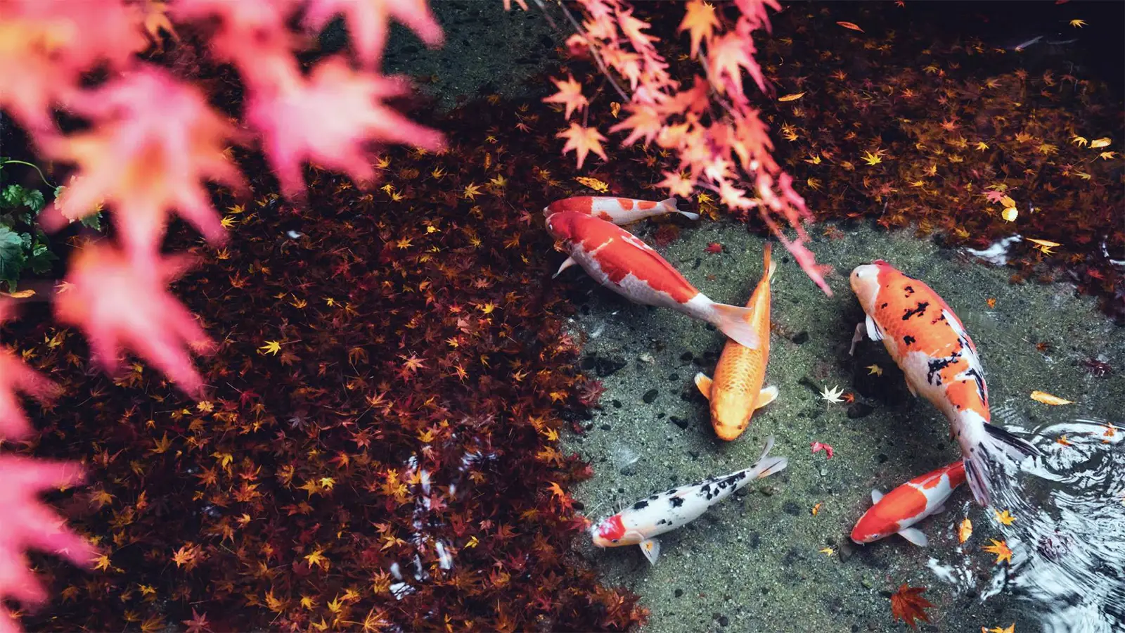 Koi zwemmen tussen vallende herfstbladeren in een vijver – effect van herfstbladeren op de koivijver en waterkwaliteit
